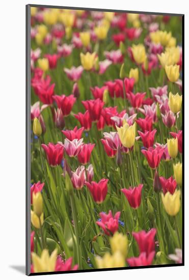 Tulips and other colorful spring flowers, Victoria, British Columbia, Canada-Stuart Westmorland-Mounted Photographic Print