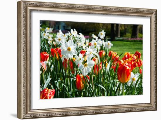 Tulips and Other Flowers at Sherwood Gardens, Baltimore, Maryland, USA-null-Framed Photographic Print