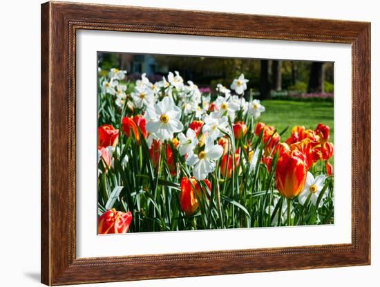 Tulips and Other Flowers at Sherwood Gardens, Baltimore, Maryland, USA-null-Framed Photographic Print