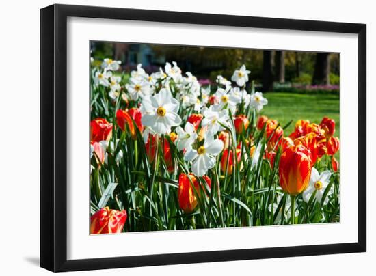 Tulips and Other Flowers at Sherwood Gardens, Baltimore, Maryland, USA-null-Framed Photographic Print