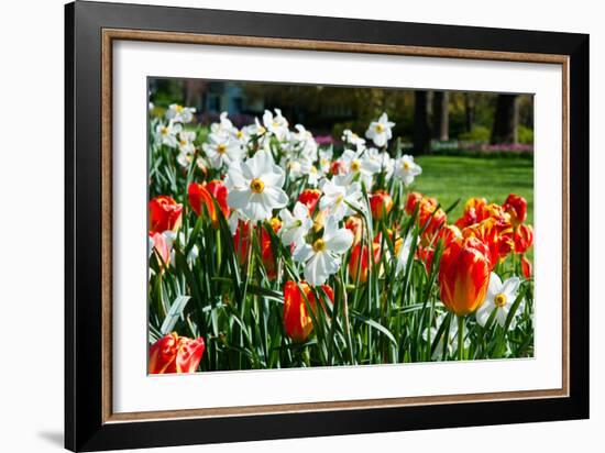 Tulips and Other Flowers at Sherwood Gardens, Baltimore, Maryland, USA-null-Framed Photographic Print