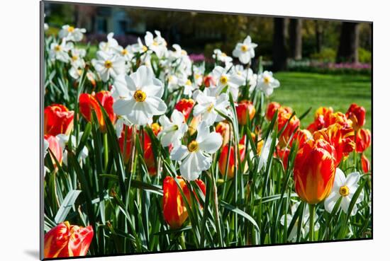 Tulips and Other Flowers at Sherwood Gardens, Baltimore, Maryland, USA-null-Mounted Photographic Print