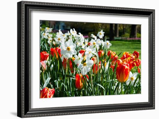 Tulips and Other Flowers at Sherwood Gardens, Baltimore, Maryland, USA-null-Framed Photographic Print