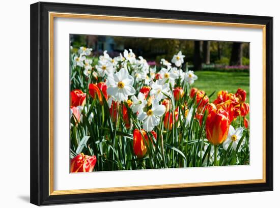 Tulips and Other Flowers at Sherwood Gardens, Baltimore, Maryland, USA-null-Framed Photographic Print