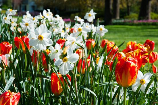 Tulips And Other Flowers At Sherwood Gardens Baltimore Maryland