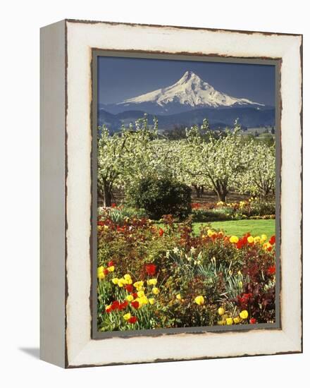 Tulips and Pear Orchard Below Mt. Hood-John McAnulty-Framed Premier Image Canvas