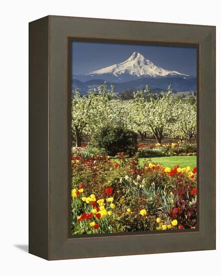 Tulips and Pear Orchard Below Mt. Hood-John McAnulty-Framed Premier Image Canvas