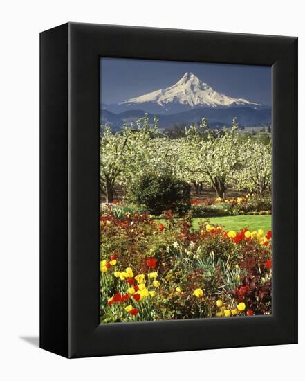 Tulips and Pear Orchard Below Mt. Hood-John McAnulty-Framed Premier Image Canvas