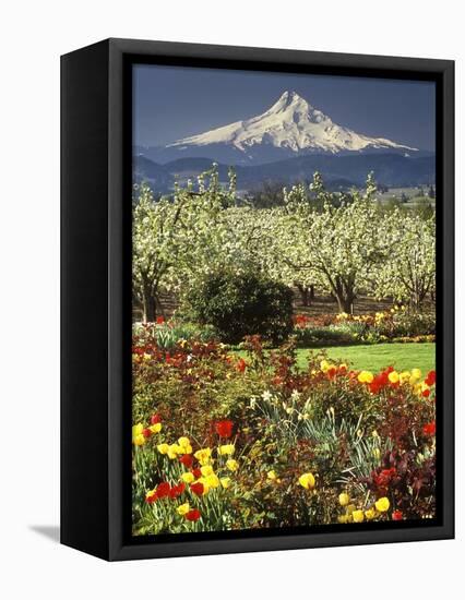 Tulips and Pear Orchard Below Mt. Hood-John McAnulty-Framed Premier Image Canvas