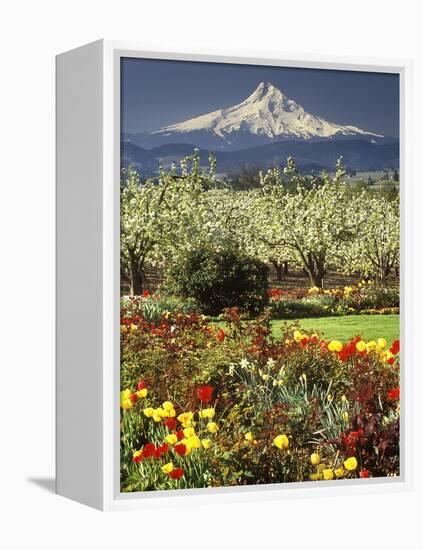Tulips and Pear Orchard Below Mt. Hood-John McAnulty-Framed Premier Image Canvas