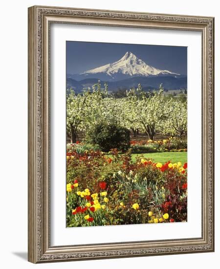 Tulips and Pear Orchard Below Mt. Hood-John McAnulty-Framed Photographic Print