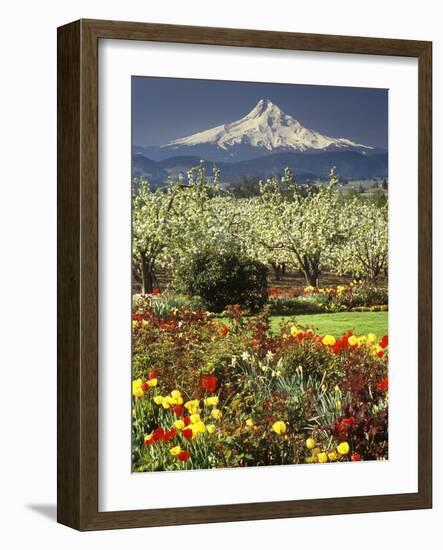 Tulips and Pear Orchard Below Mt. Hood-John McAnulty-Framed Photographic Print