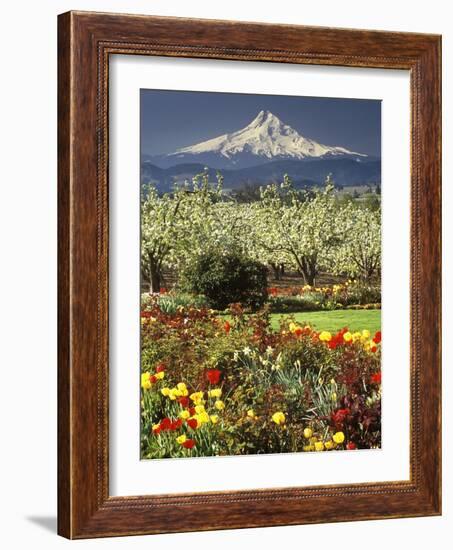 Tulips and Pear Orchard Below Mt. Hood-John McAnulty-Framed Photographic Print
