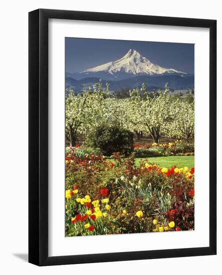 Tulips and Pear Orchard Below Mt. Hood-John McAnulty-Framed Photographic Print