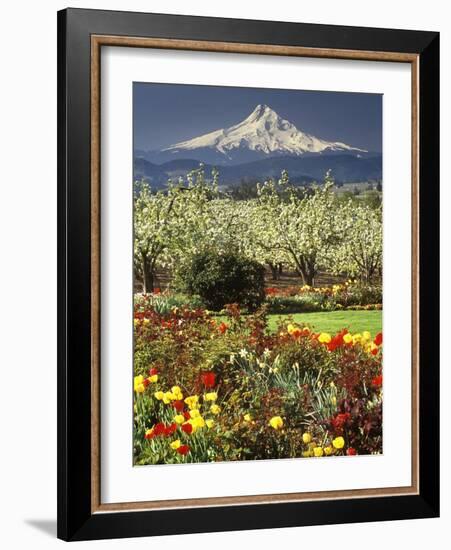 Tulips and Pear Orchard Below Mt. Hood-John McAnulty-Framed Photographic Print