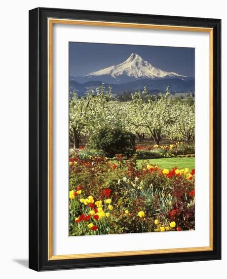 Tulips and Pear Orchard Below Mt. Hood-John McAnulty-Framed Photographic Print