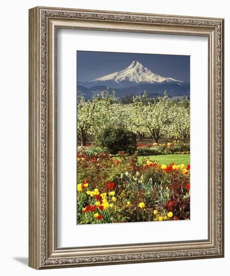 Tulips and Pear Orchard Below Mt. Hood-John McAnulty-Framed Photographic Print