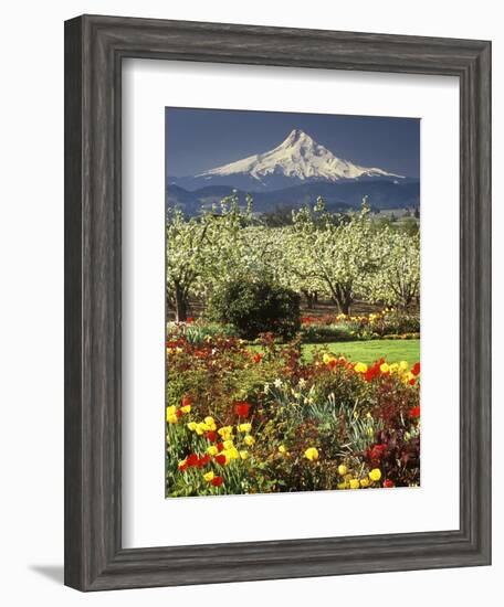 Tulips and Pear Orchard Below Mt. Hood-John McAnulty-Framed Photographic Print