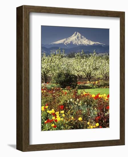 Tulips and Pear Orchard Below Mt. Hood-John McAnulty-Framed Photographic Print