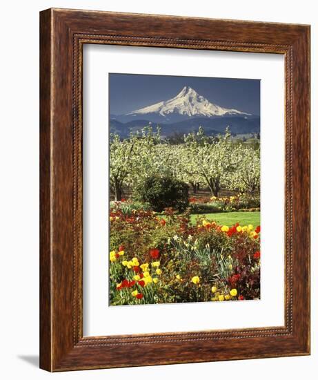 Tulips and Pear Orchard Below Mt. Hood-John McAnulty-Framed Photographic Print