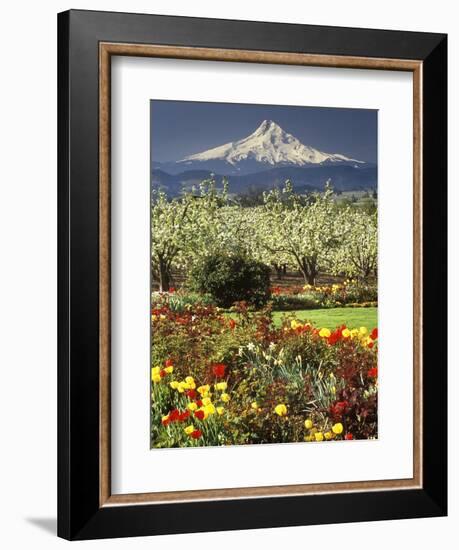 Tulips and Pear Orchard Below Mt. Hood-John McAnulty-Framed Photographic Print