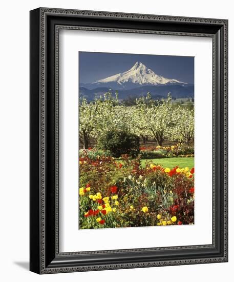 Tulips and Pear Orchard Below Mt. Hood-John McAnulty-Framed Photographic Print