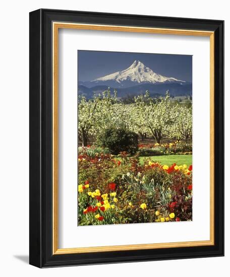 Tulips and Pear Orchard Below Mt. Hood-John McAnulty-Framed Photographic Print