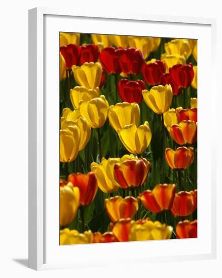 Tulips are in Full Blossom and Explode with All Colours Like a Firework-null-Framed Photographic Print