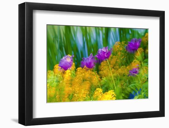 Tulips at Claude Monet House and Gardens, Giverny, France-Russ Bishop-Framed Photographic Print