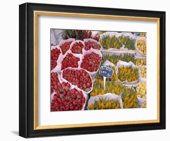 Tulips at Flower Market, Amsterdam, Holland-Jon Arnold-Framed Photographic Print