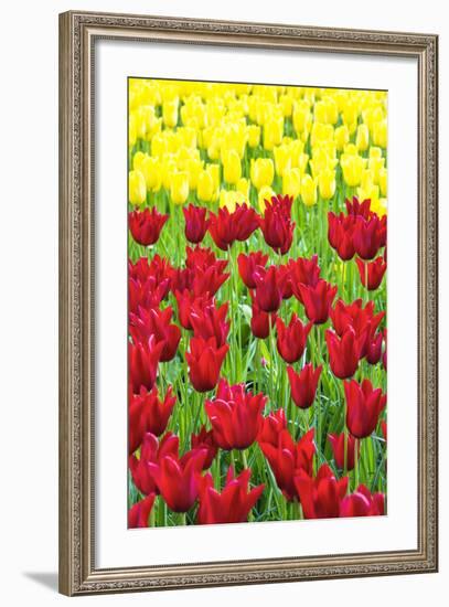 Tulips at KeUKenhof Gardens, Duin- En Bollenstreek, the Netherlands-Nadia Isakova-Framed Photographic Print