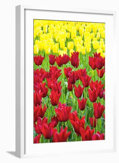 Tulips at KeUKenhof Gardens, Duin- En Bollenstreek, the Netherlands-Nadia Isakova-Framed Photographic Print