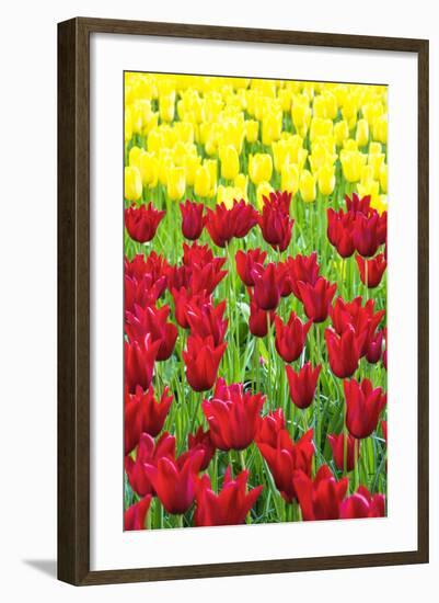 Tulips at KeUKenhof Gardens, Duin- En Bollenstreek, the Netherlands-Nadia Isakova-Framed Photographic Print