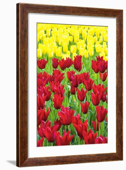 Tulips at KeUKenhof Gardens, Duin- En Bollenstreek, the Netherlands-Nadia Isakova-Framed Photographic Print