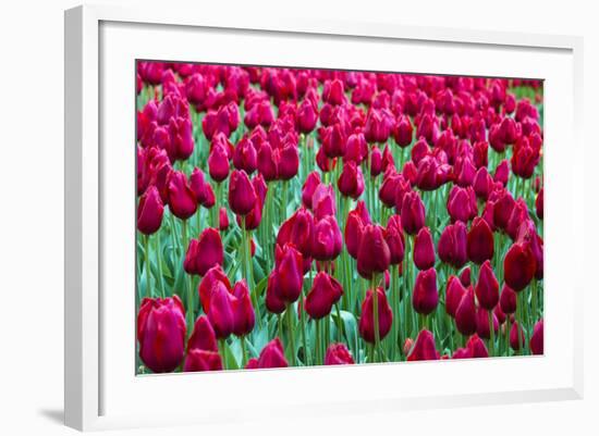 Tulips at KeUKenhof Gardens, Duin- En Bollenstreek, the Netherlands-Nadia Isakova-Framed Photographic Print