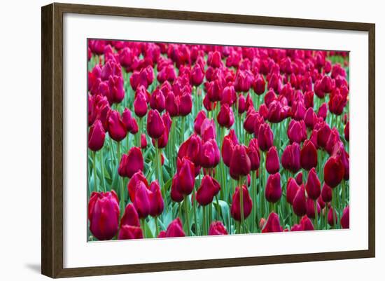 Tulips at KeUKenhof Gardens, Duin- En Bollenstreek, the Netherlands-Nadia Isakova-Framed Photographic Print