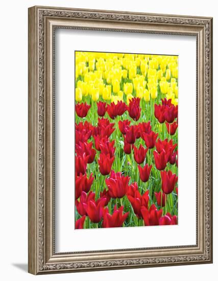 Tulips at KeUKenhof Gardens, Duin- En Bollenstreek, the Netherlands-Nadia Isakova-Framed Photographic Print