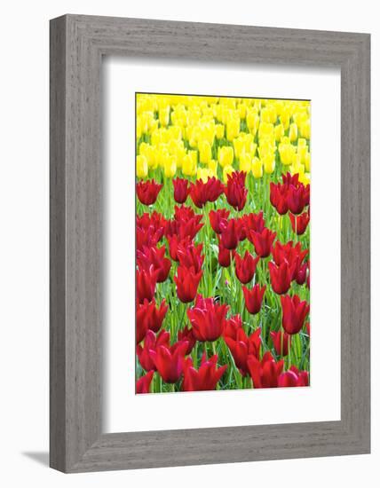 Tulips at KeUKenhof Gardens, Duin- En Bollenstreek, the Netherlands-Nadia Isakova-Framed Photographic Print