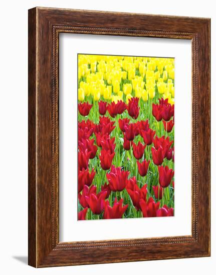 Tulips at KeUKenhof Gardens, Duin- En Bollenstreek, the Netherlands-Nadia Isakova-Framed Photographic Print