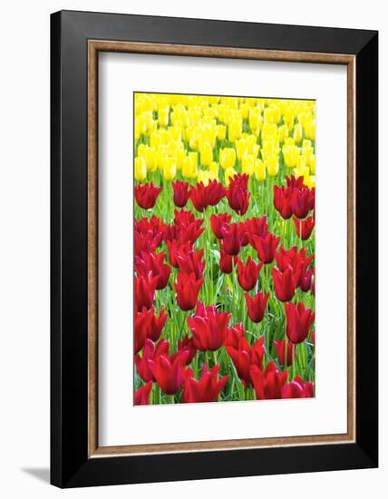 Tulips at KeUKenhof Gardens, Duin- En Bollenstreek, the Netherlands-Nadia Isakova-Framed Photographic Print