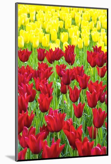 Tulips at KeUKenhof Gardens, Duin- En Bollenstreek, the Netherlands-Nadia Isakova-Mounted Photographic Print