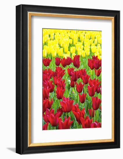 Tulips at KeUKenhof Gardens, Duin- En Bollenstreek, the Netherlands-Nadia Isakova-Framed Photographic Print