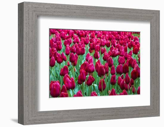 Tulips at KeUKenhof Gardens, Duin- En Bollenstreek, the Netherlands-Nadia Isakova-Framed Photographic Print