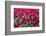 Tulips at KeUKenhof Gardens, Duin- En Bollenstreek, the Netherlands-Nadia Isakova-Framed Photographic Print