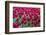 Tulips at KeUKenhof Gardens, Duin- En Bollenstreek, the Netherlands-Nadia Isakova-Framed Photographic Print