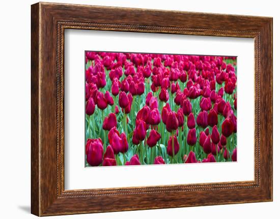 Tulips at KeUKenhof Gardens, Duin- En Bollenstreek, the Netherlands-Nadia Isakova-Framed Photographic Print