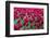 Tulips at KeUKenhof Gardens, Duin- En Bollenstreek, the Netherlands-Nadia Isakova-Framed Photographic Print