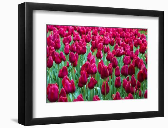 Tulips at KeUKenhof Gardens, Duin- En Bollenstreek, the Netherlands-Nadia Isakova-Framed Photographic Print