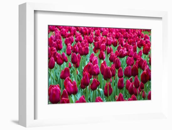 Tulips at KeUKenhof Gardens, Duin- En Bollenstreek, the Netherlands-Nadia Isakova-Framed Photographic Print