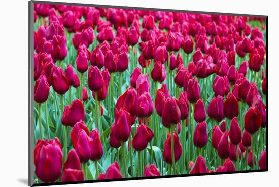 Tulips at KeUKenhof Gardens, Duin- En Bollenstreek, the Netherlands-Nadia Isakova-Mounted Photographic Print